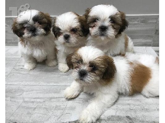 PoulaTo: Υγιή και παιχνιδιάρικα κουτάβια Shih Tzu. Whatsapp/Viber +48785742139